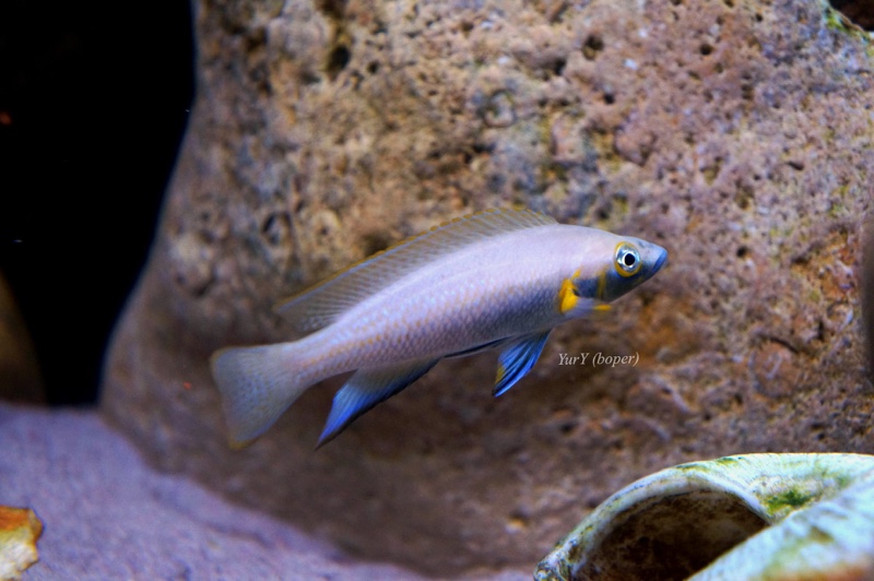 Neolamprologus nigriventris